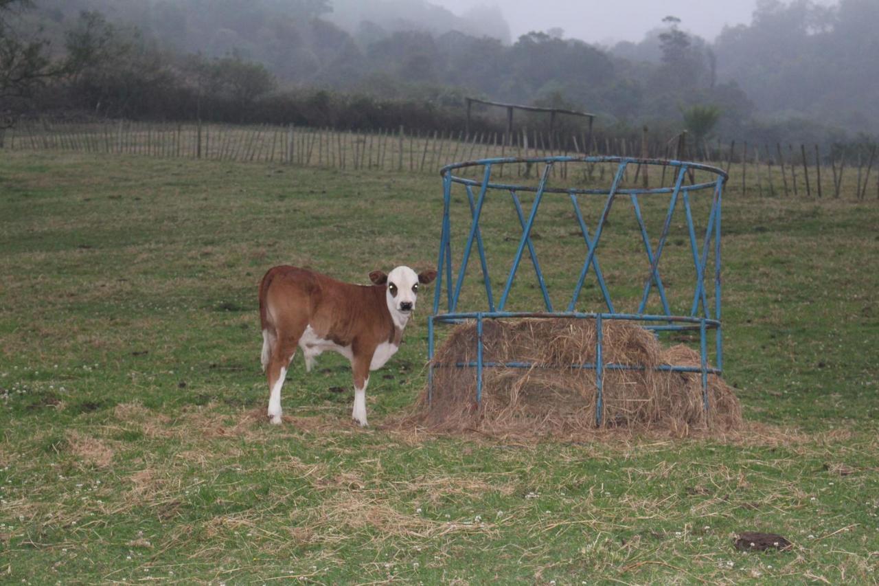 Newstead Farm - Country Cottages Curryʼs Post Esterno foto